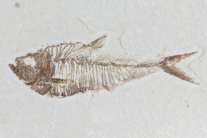 Diplomystus Fossil Fish - Wyoming #81432